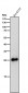 Anti-SNAP25 Rabbit Monoclonal Antibody
